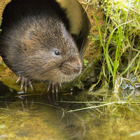 Buy canvas prints of European water vole, Arvicola amphibius by Louise Heusinkveld