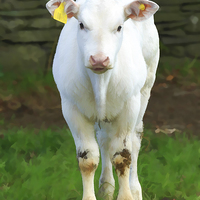 Buy canvas prints of Young pure white calf in the Lake District, Cumbri by Louise Heusinkveld
