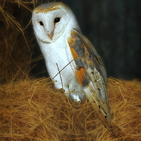 Buy canvas prints of Barn Owl, Tyto alba by Louise Heusinkveld