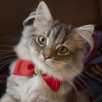 Buy canvas prints of Kitten all dressed up for Christmas by Louise Heusinkveld