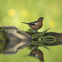 Buy canvas prints of Singing Chaffinch by Louise Heusinkveld