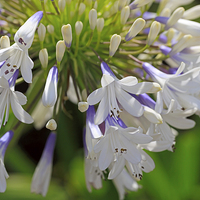 Buy canvas prints of Agapanthus orientalis, Queen Mum by Louise Heusinkveld