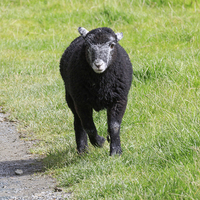 Buy canvas prints of Black Herdwick lamb running in the grass in the La by Louise Heusinkveld