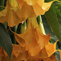 Buy canvas prints of Brugmansia Charles Grimaldi by Louise Heusinkveld