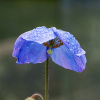 Buy canvas prints of Himalayan Blue Poppy by Louise Heusinkveld