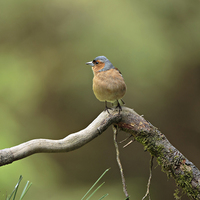 Buy canvas prints of Common Chaffinch by Louise Heusinkveld