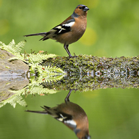 Buy canvas prints of Common Chaffinch, Fringilla coelebs, male by Louise Heusinkveld