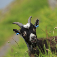 Buy canvas prints of Lynton Goat, Valley of the Rocks, Exmoor by Louise Heusinkveld
