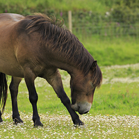 Buy canvas prints of Exmoor pony grazing by Louise Heusinkveld