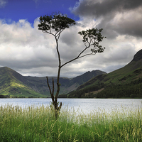 Buy canvas prints of Lone tree, Fleetwith Pike and Haystacks from Butte by Louise Heusinkveld