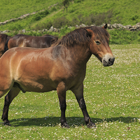 Buy canvas prints of Exmoor ponies grazing by Louise Heusinkveld