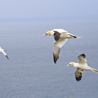 Buy canvas prints of Northern Gannets in Flight by Louise Heusinkveld