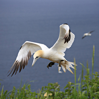 Buy canvas prints of Northern Gannet landing on a cliff by Louise Heusinkveld