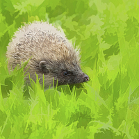 Buy canvas prints of European hedgehog, Erinaceus europaeus by Louise Heusinkveld