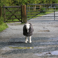 Buy canvas prints of Herdwick sheep in a lane beside a gate in the Lake by Louise Heusinkveld