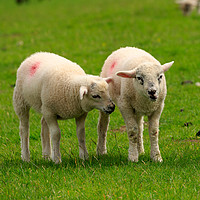 Buy canvas prints of Twin lambs in spring by Louise Heusinkveld