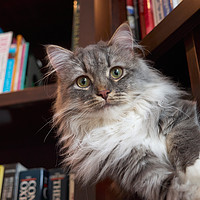 Buy canvas prints of Handsome grey tabby cat on a shelf in the library by Louise Heusinkveld