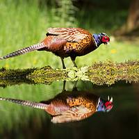 Buy canvas prints of Common pheasant, Phasianus colchicus by Louise Heusinkveld