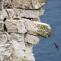 Buy canvas prints of Atlantic puffin on the edge of a chalk cliff by Louise Heusinkveld