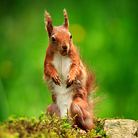 Buy canvas prints of Red Squirrel with a nut by Louise Heusinkveld