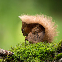 Buy canvas prints of Red Squirrel by Louise Heusinkveld