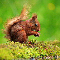 Buy canvas prints of Red Squirrel with a nut by Louise Heusinkveld