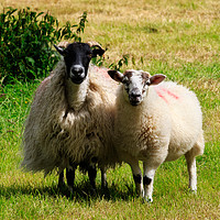 Buy canvas prints of Swaledale sheep with lamb in the Lake District, Cu by Louise Heusinkveld