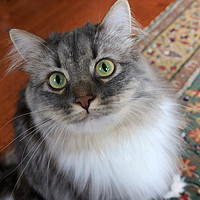 Buy canvas prints of Long haired grey cat with white bib looking up by Louise Heusinkveld