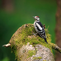 Buy canvas prints of Great Spotted Woodpecker on a mossy log by Louise Heusinkveld