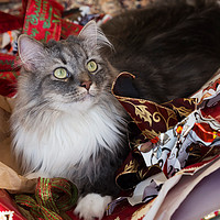 Buy canvas prints of Grey and white cat sitting in discarded Christmas  by Louise Heusinkveld