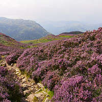 Buy canvas prints of Heather on Stonethwaite Fell below High Crag and L by Louise Heusinkveld