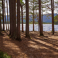 Buy canvas prints of Loch Garten and the Abernethy Forest, Cairngorms,  by Louise Heusinkveld