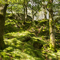 Buy canvas prints of Woodland on Loughrigg Fell, Lake District, Cumbria by Louise Heusinkveld