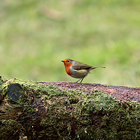 Buy canvas prints of English Robin, Erithacus rubecula by Louise Heusinkveld