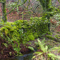 Buy canvas prints of Moss covered stone wall at Tarn Hows, Lake Distric by Louise Heusinkveld