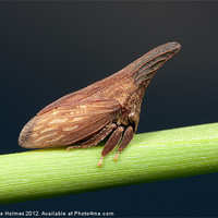 Buy canvas prints of Widefooted Treehopper II by Clarence Holmes