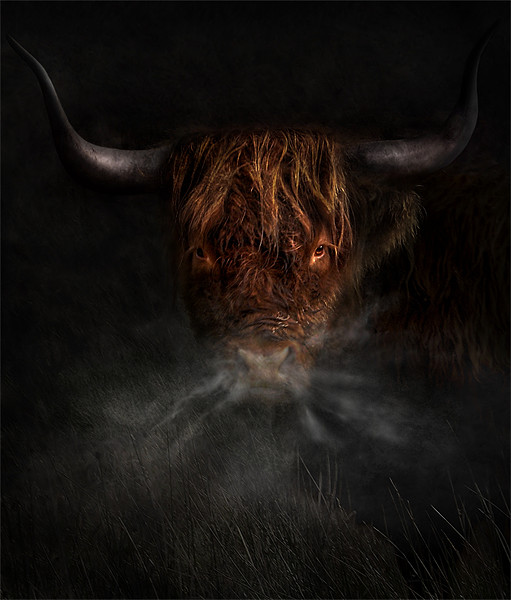 A west highland cow Framed Print by Robert Fielding
