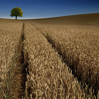 Buy canvas prints of Tree in a sea of wheat by Robert Fielding