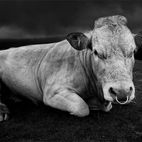 Buy canvas prints of A bull called Emo by Robert Fielding