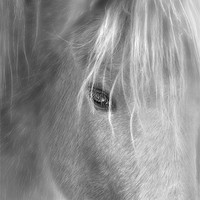 Buy canvas prints of wisper the horse by Robert Fielding