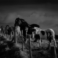 Buy canvas prints of Moorland horses by Robert Fielding