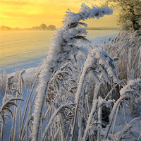 Buy canvas prints of Frosts in the grass by Robert Fielding