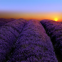 Buy canvas prints of Lavender sunset by Robert Fielding