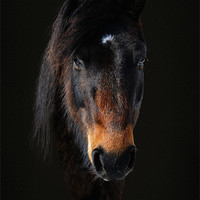 Buy canvas prints of Portriat of a horse 2 by Robert Fielding
