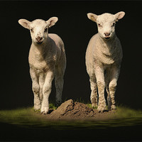 Buy canvas prints of spring time lambs by Robert Fielding