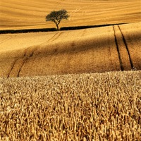 Buy canvas prints of Golden beauty 2 by Robert Fielding