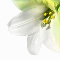 Buy canvas prints of A lily by Robert Fielding