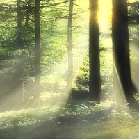 Buy canvas prints of Woodland rays by Robert Fielding