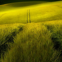 Buy canvas prints of Rolling wheat fields by Robert Fielding