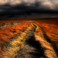 Buy canvas prints of A moorland path by Robert Fielding